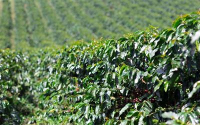 Coffee tour